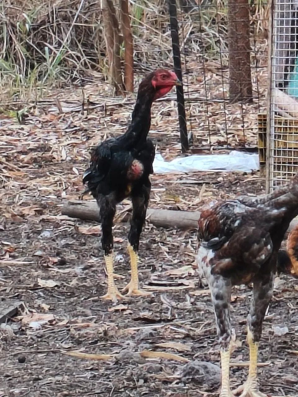 Frango índio gigante  - Foto 2