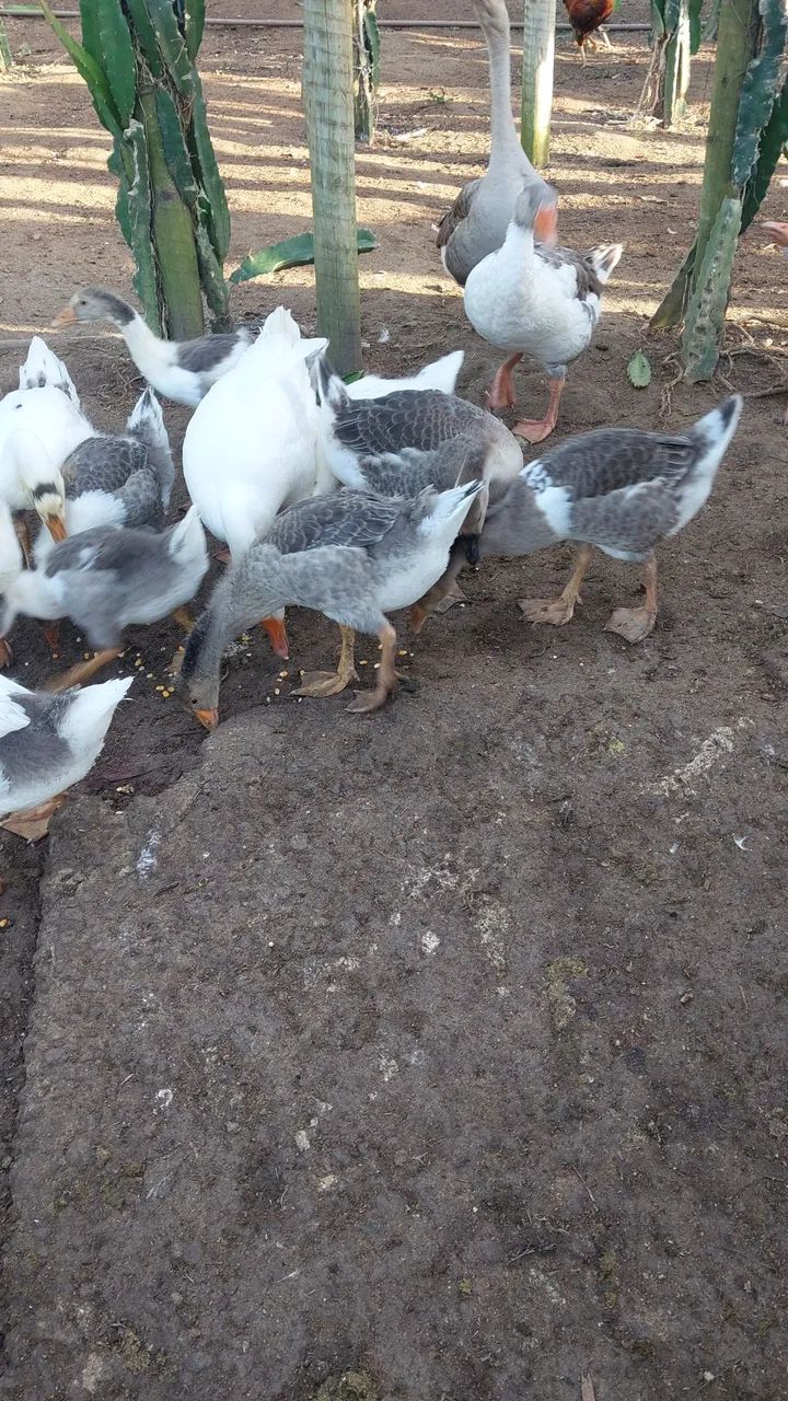 Vendo gansos - Foto 2