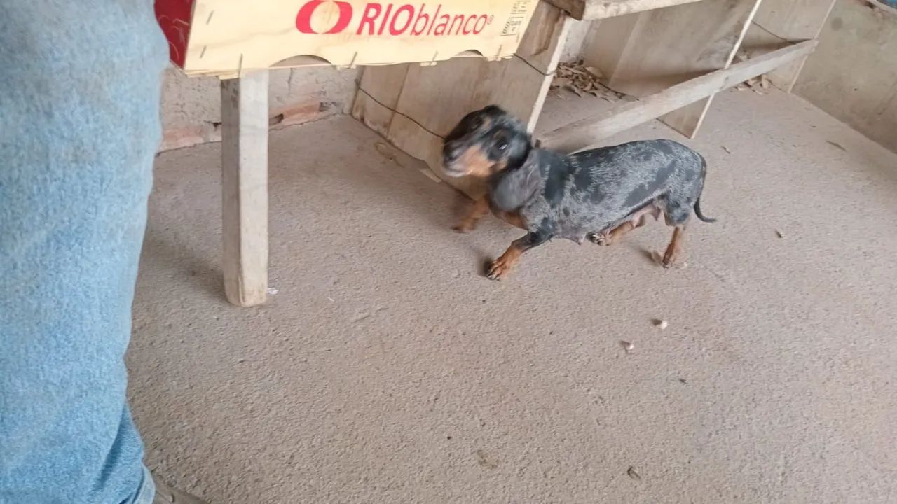 Cachorro Cofap Dachshund - Foto 4