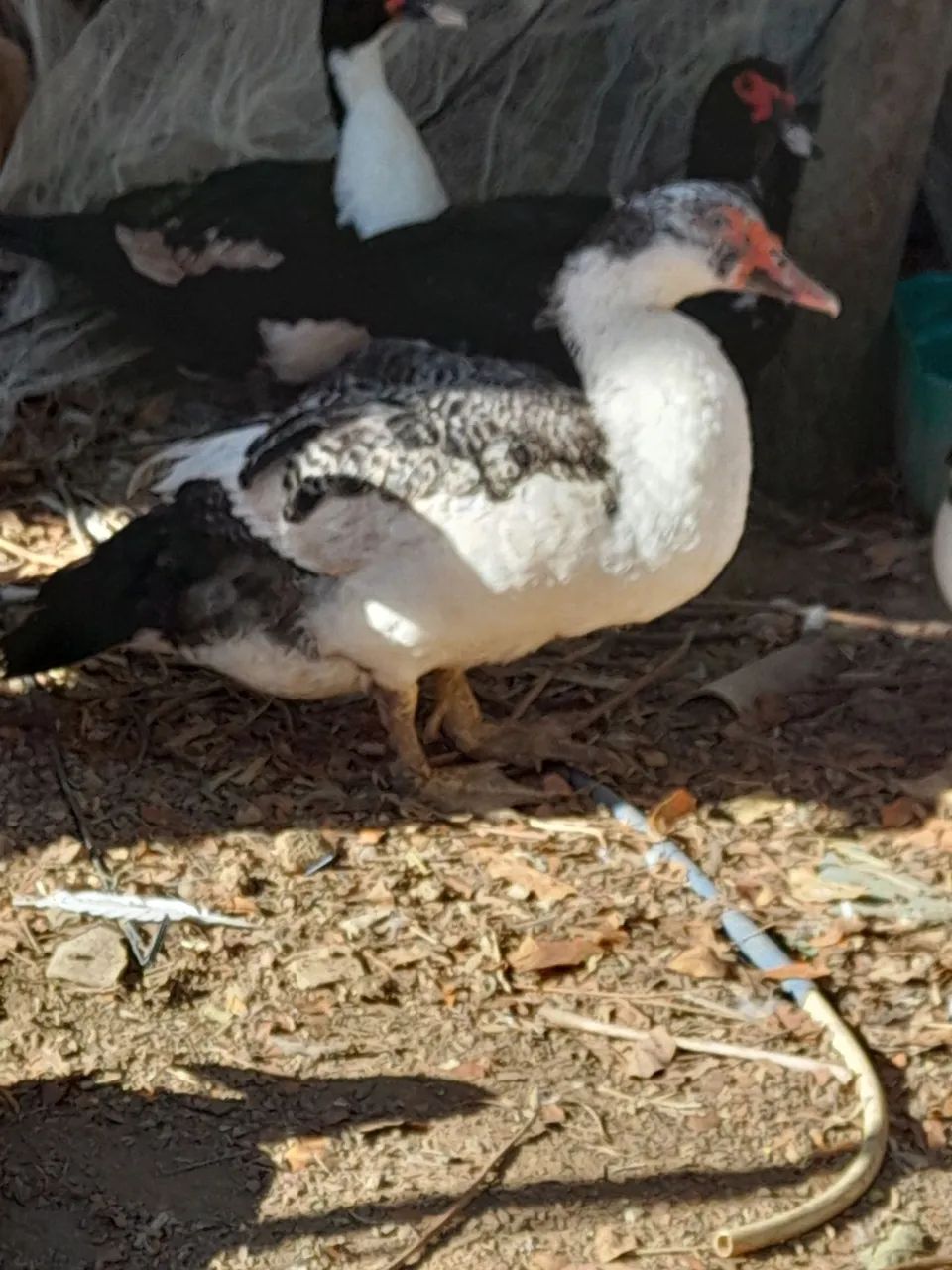 Vendo patos e patas.  - Foto 3