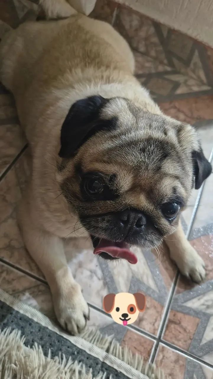 Hotel pet  - Foto 4