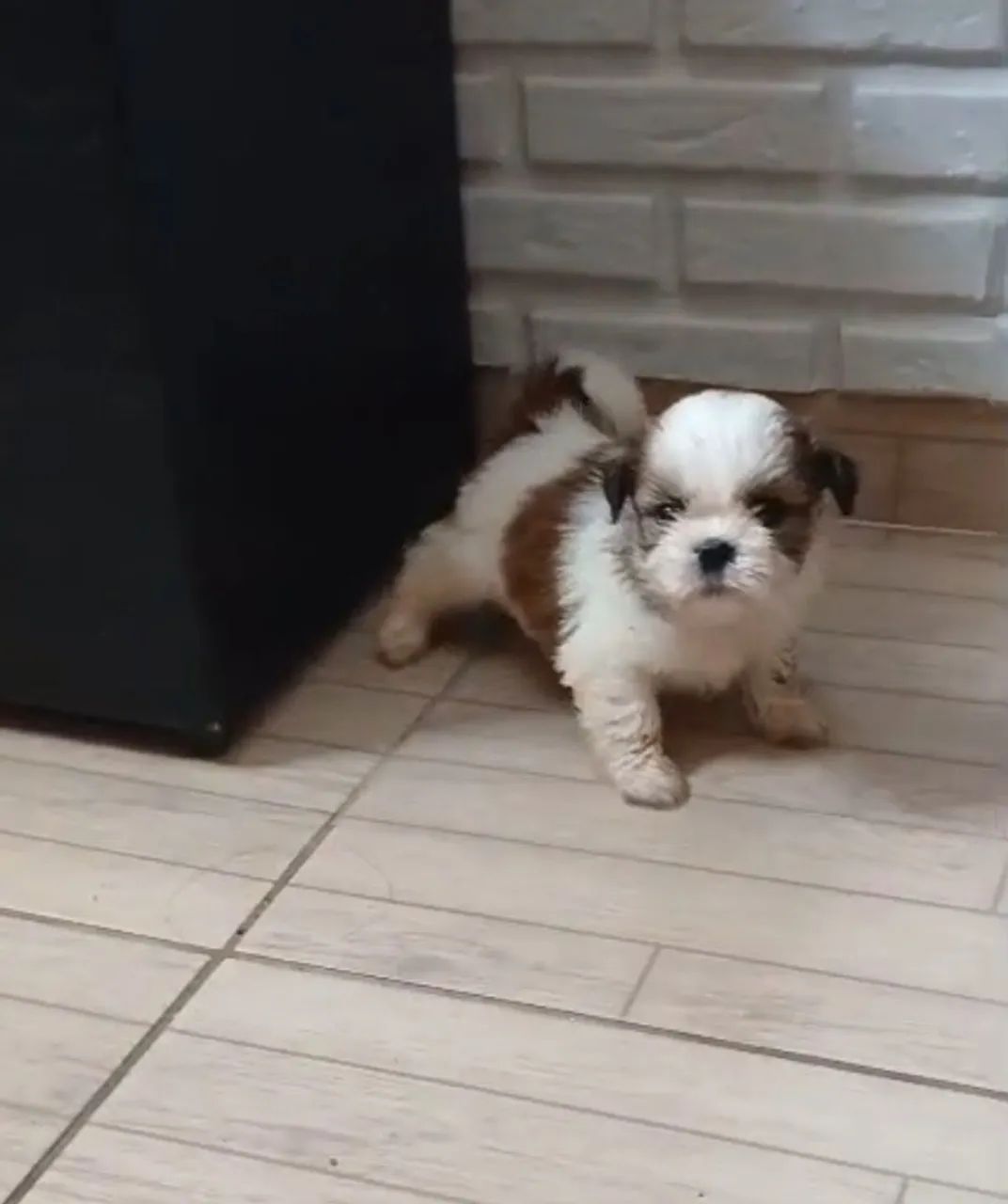 Animais de estimação 
