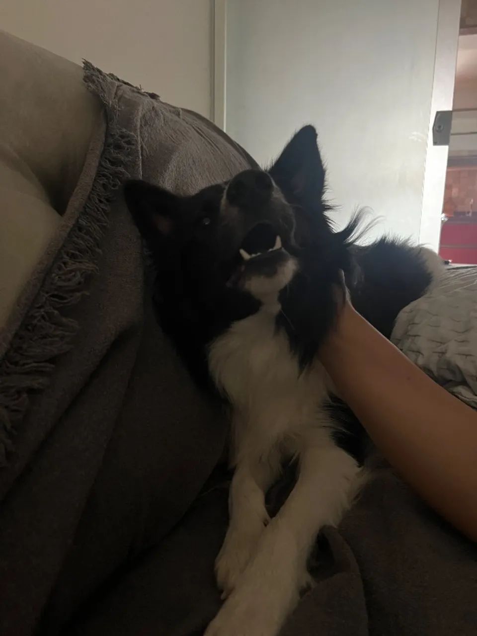 Cachorro - Foto 4