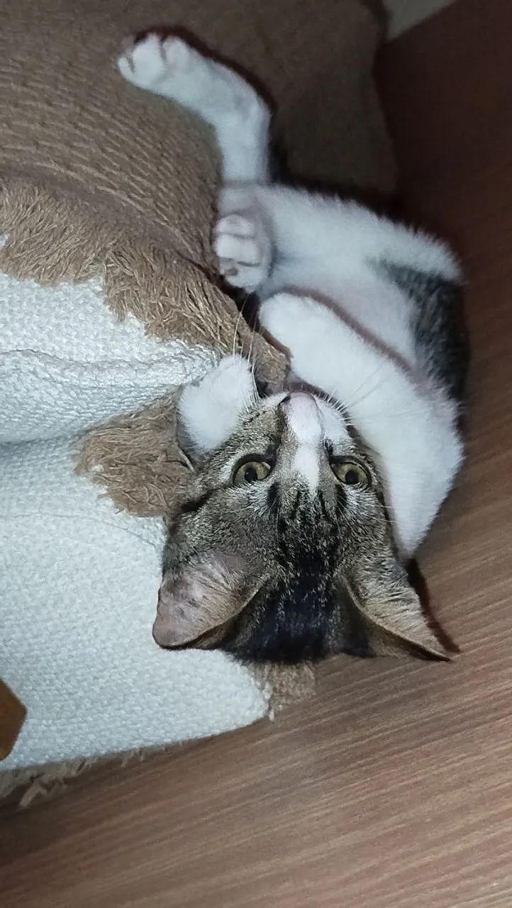Gato sapeca - Foto 5