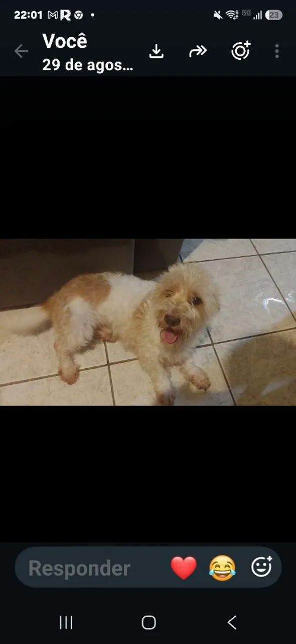 Cachorro 