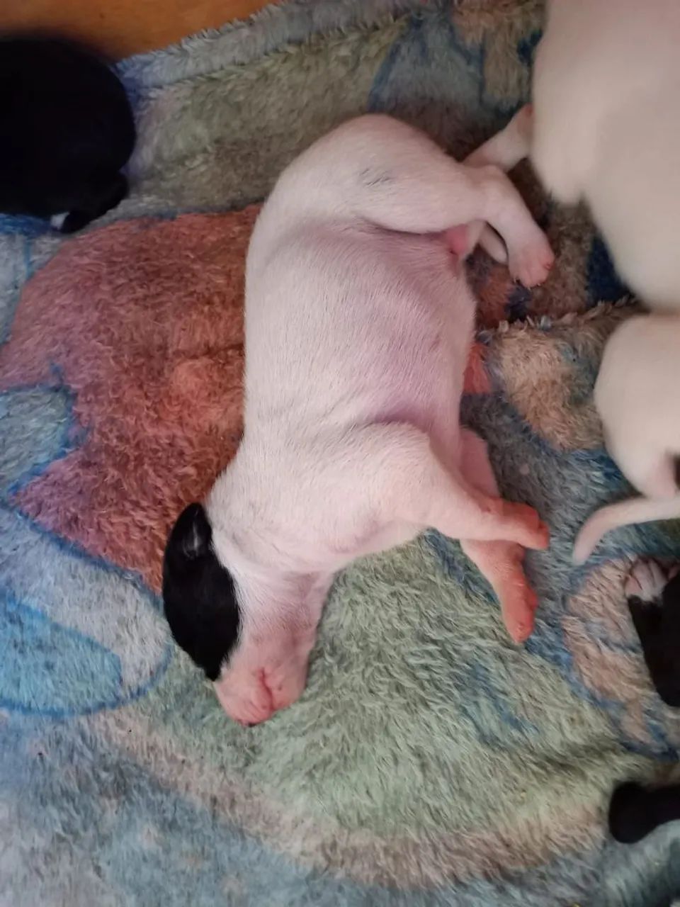Whippet  - Foto 5