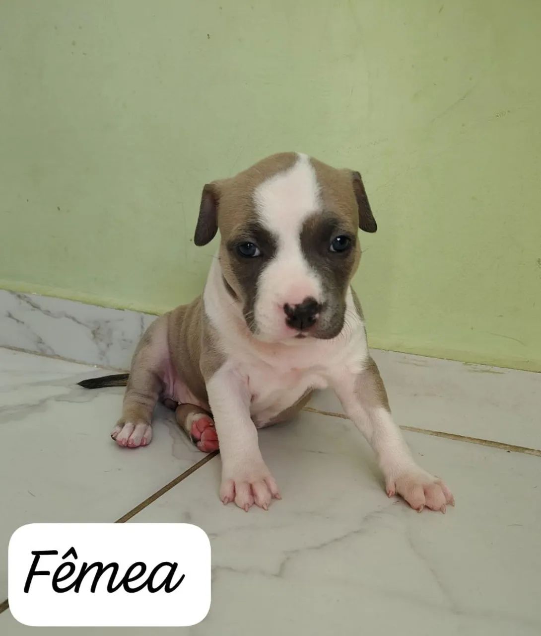 Venda de filhotes amistaf  - Foto 2