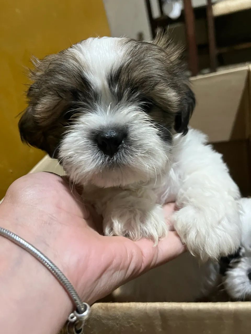 Shihtzu mini macho  - Foto 2