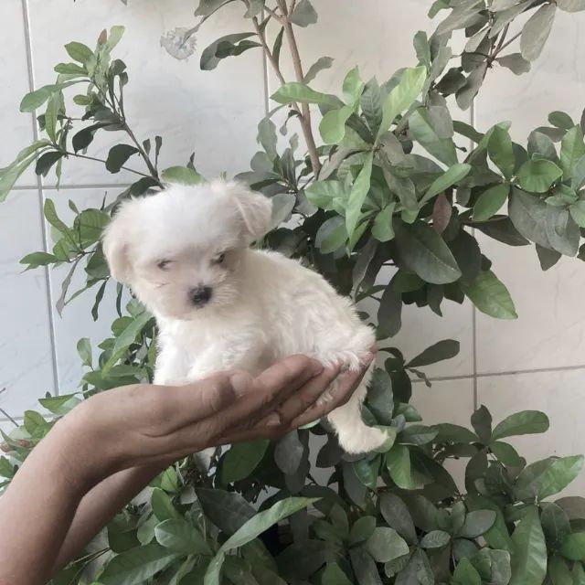 Maltês mini fêmea