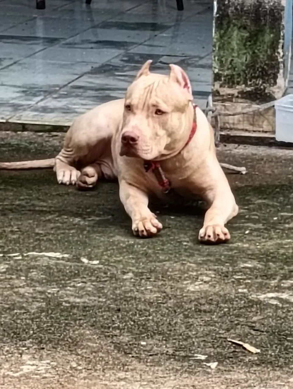 Cachorro Pit Bull Monster - Foto 2