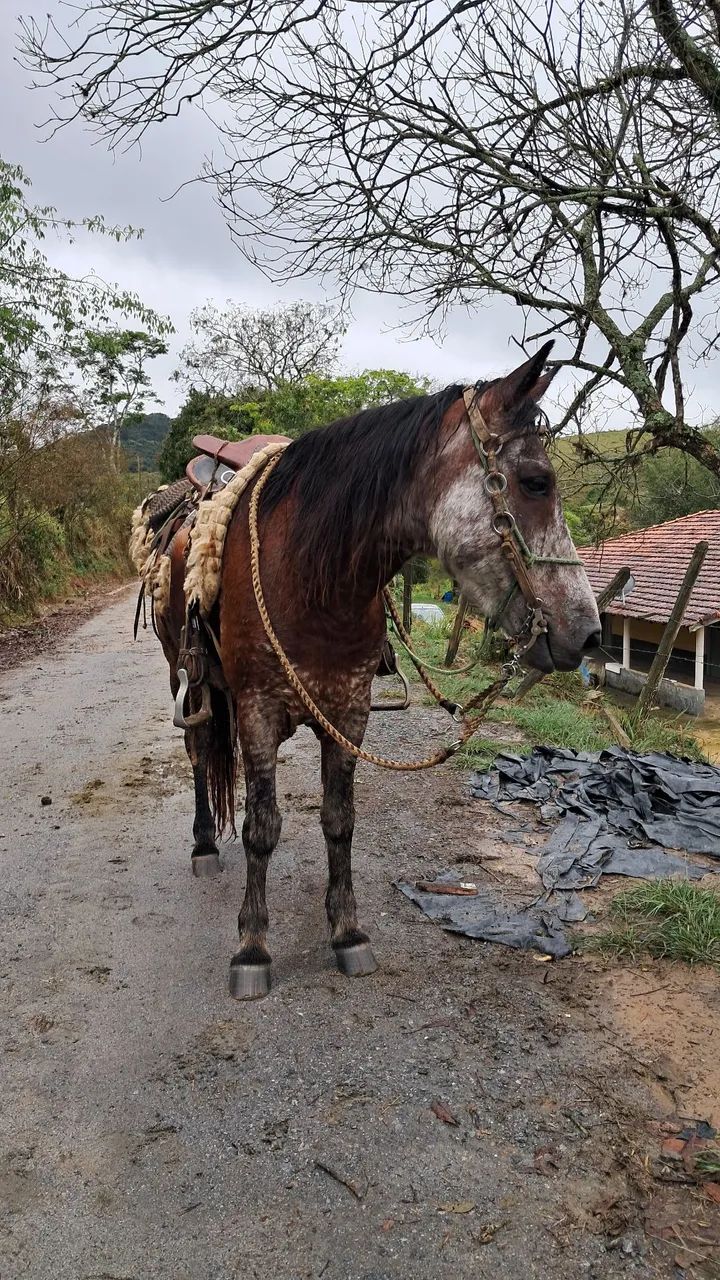 Cavalo marcha picada  - Foto 2