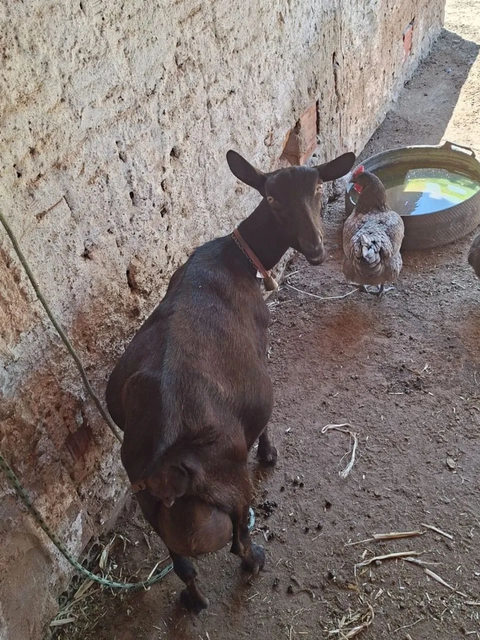 Cabra Murciana com registro  - Foto 3