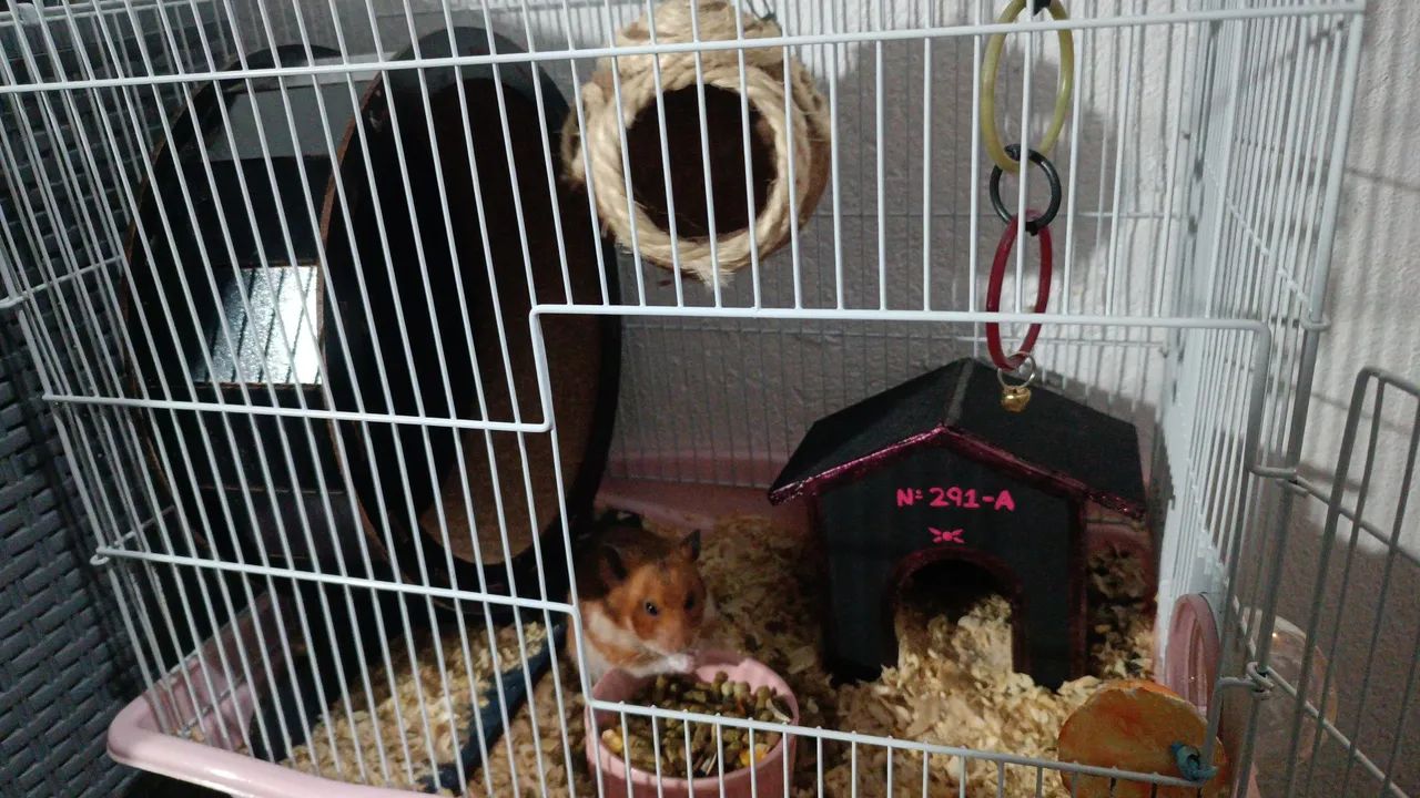 Hamster sírio com kit completo - Foto 6