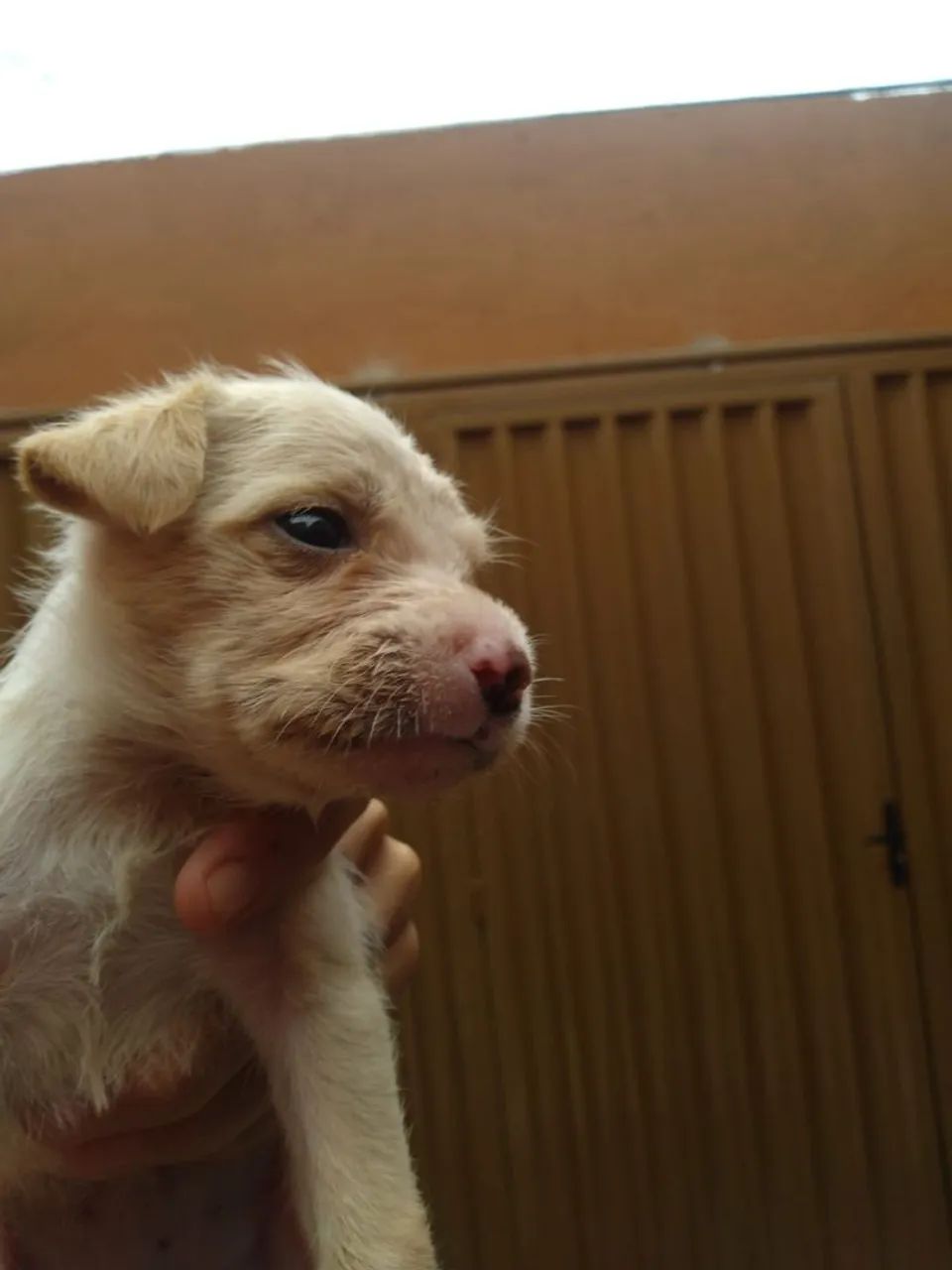 Shitzu com poodle