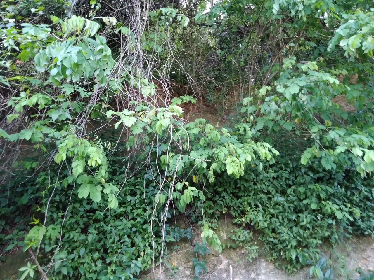 Terreno Ilha de Guaratiba 