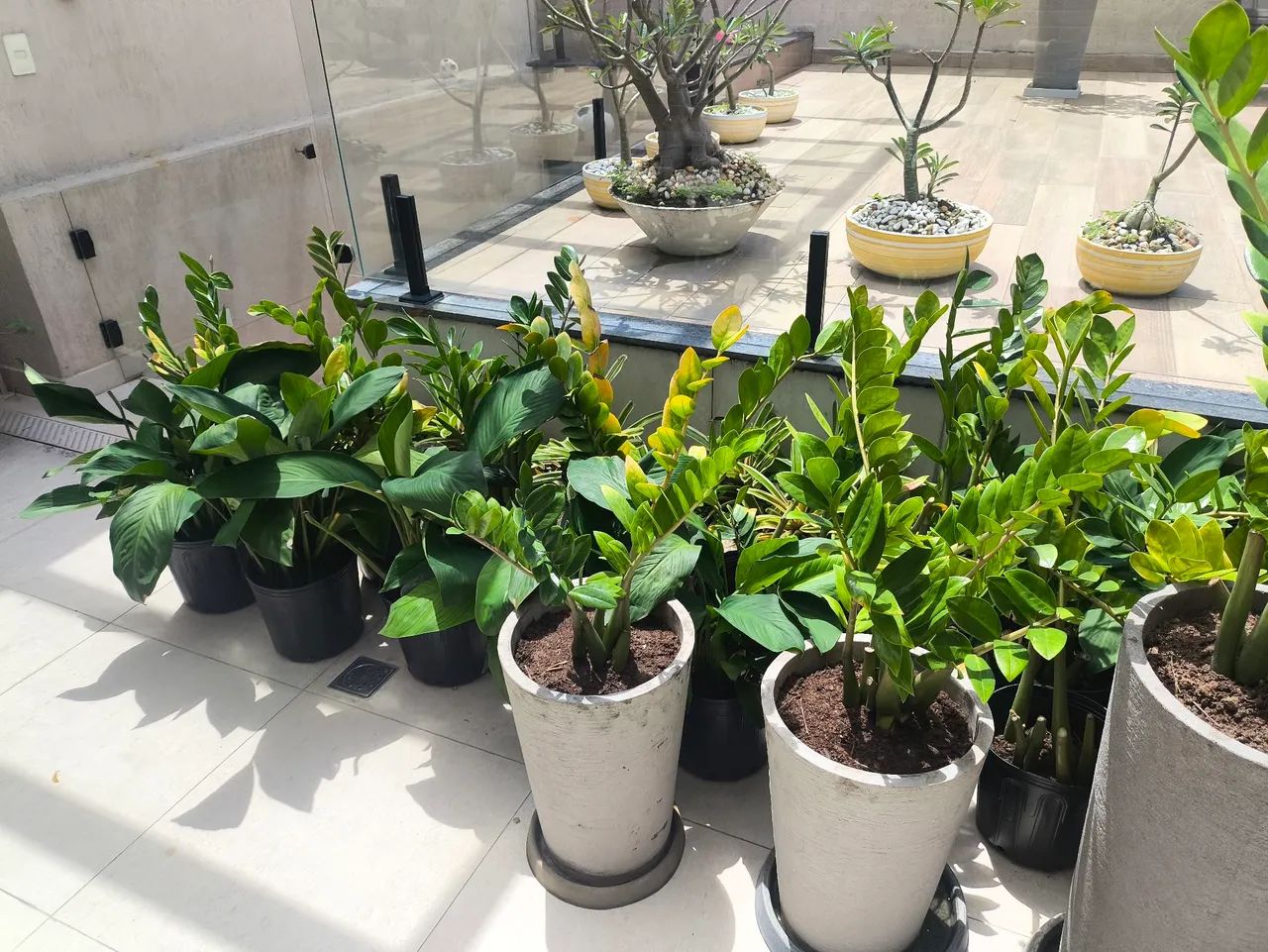 Vende-se muda de zamioculca e lírio da paz