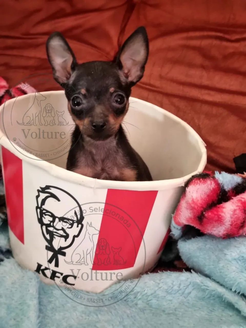 Pinscher minis zero