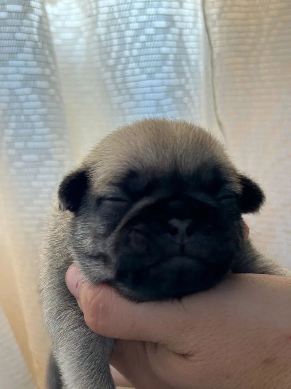 Pug  - Foto 2