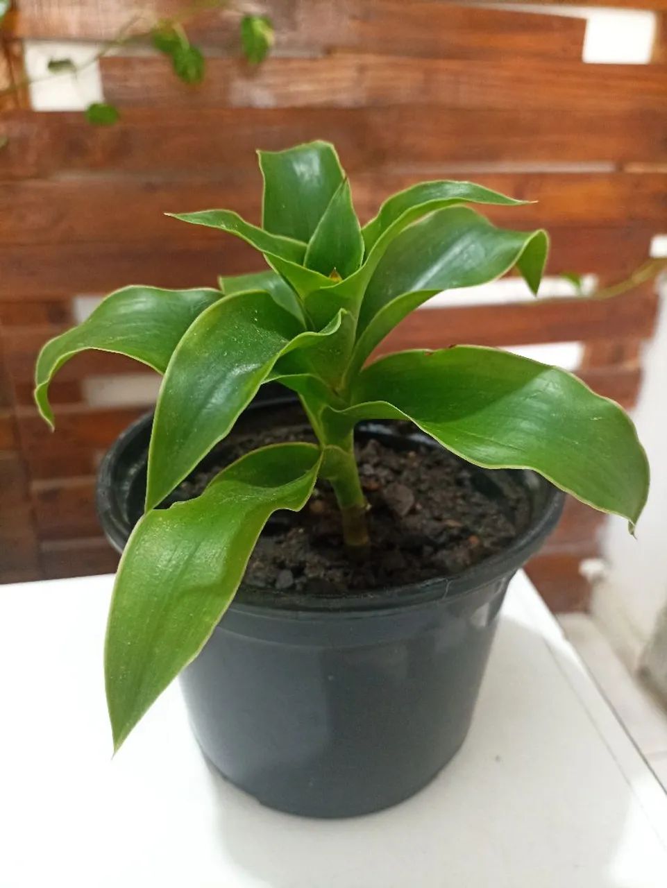 Vendo Planta Cesta - Foto 3