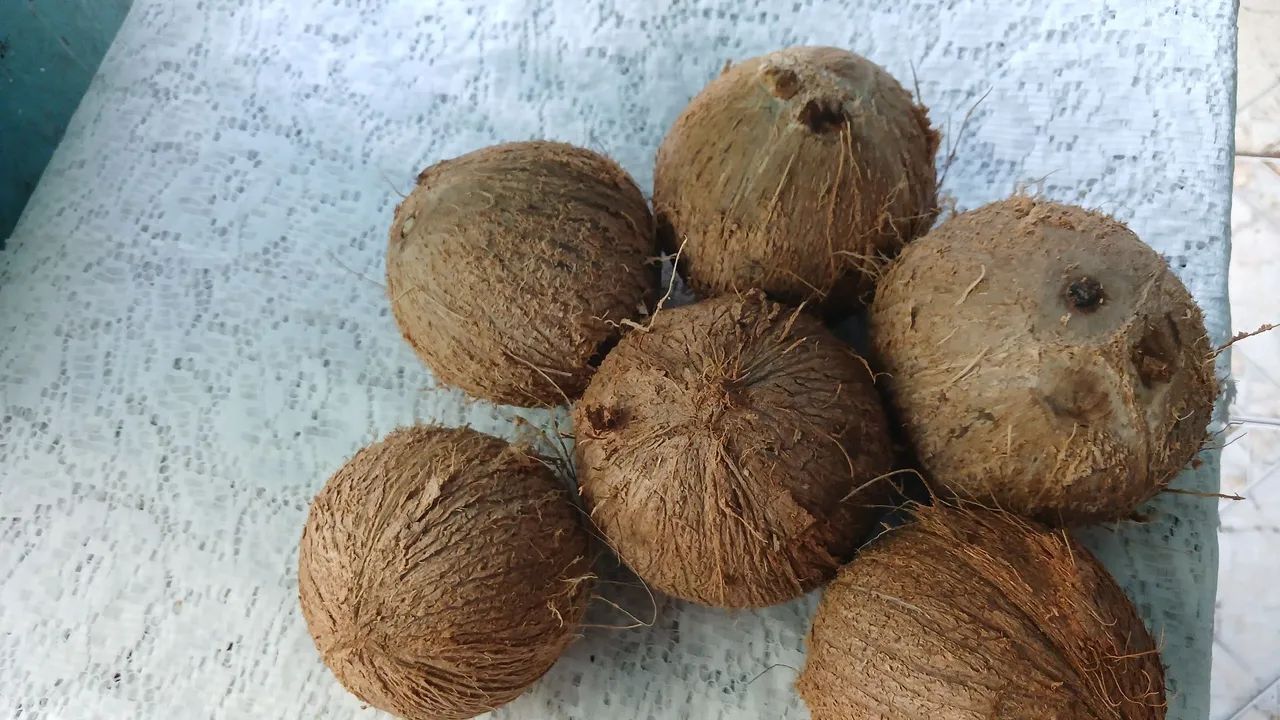 Cocô seco