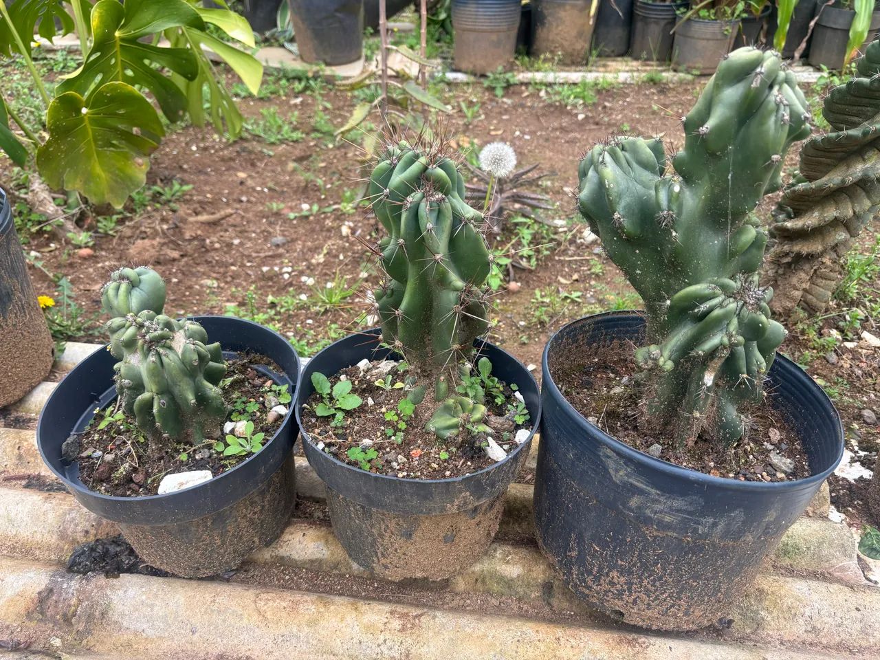 Cactos  - Foto 3