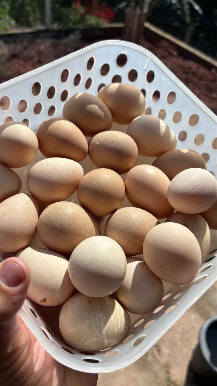 Ovos de galinha de Angola 