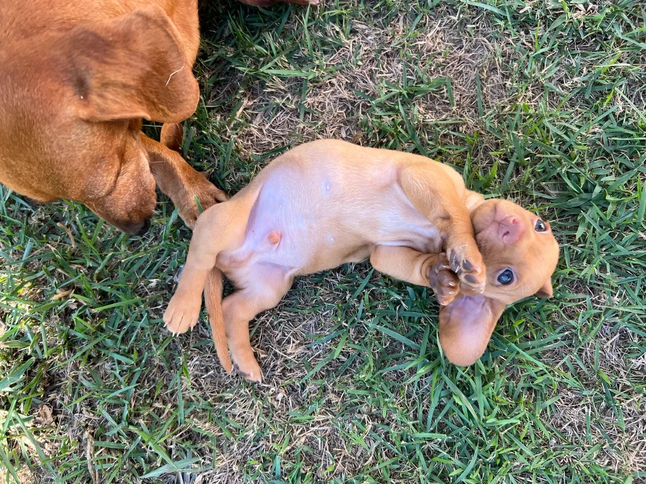 Dachshund miniatura - Foto 2