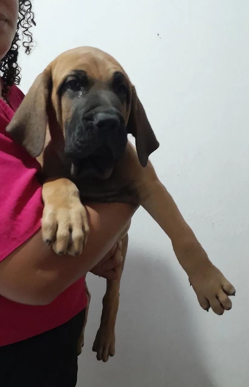 Cães  - Foto 2