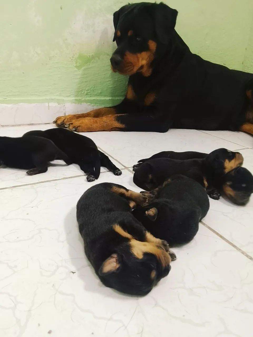 FILHOTE DE ROTTWEILER - Foto 5