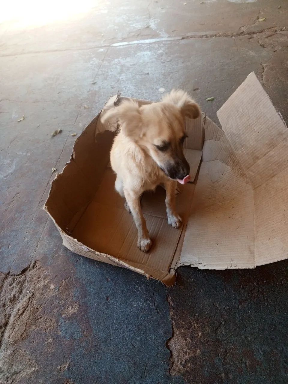 Doação de cadelinha - Foto 2
