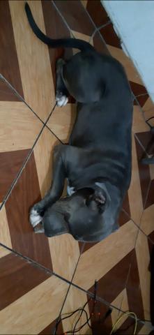 Pitbull