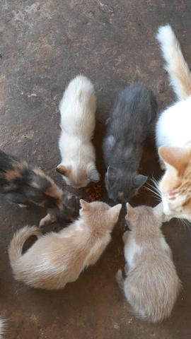 Doa-se gatinhos - Foto 2