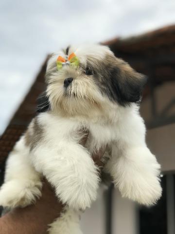Fêmeas de Shihtzu para clientes exigentes - Alto Padrão e visitas
