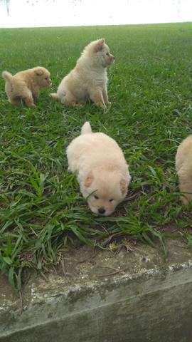 Chow Chow aceito cartão