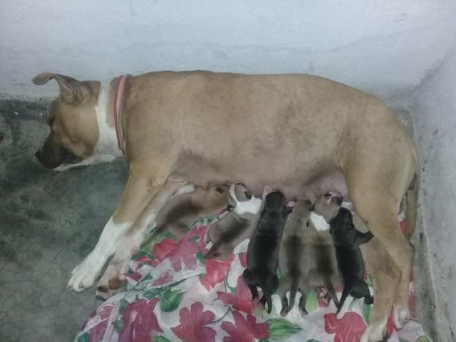 Piit Buull American Staffordshire!!! - Foto 2