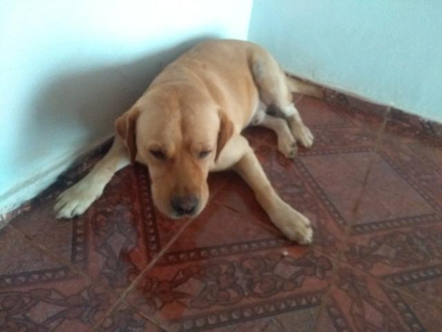 Veio mais eu pra minha casa estou procurando o dono! - Foto 5