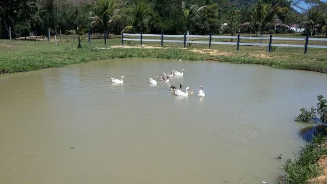 Ganços sinaleiros - Foto 3