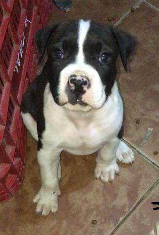 Vendo filhote de pitbull macho
