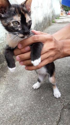 Gata para adoção - Foto 4