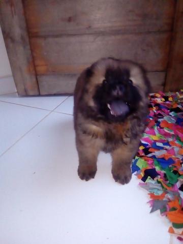 Chow Chow legítimos - Foto 2