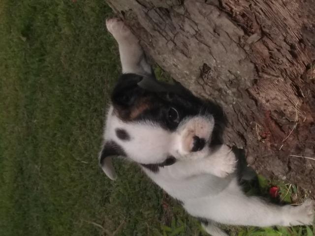 Bulldog francês Fêmea - Foto 4