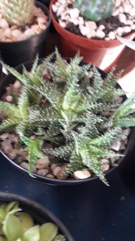 Suculentas e cactos aparti de 5.00 reais - Foto 4