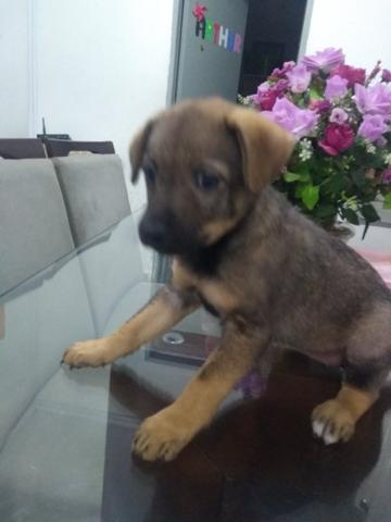 Doação - Foto 3