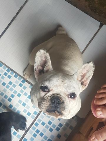 Buldog frances - Foto 2