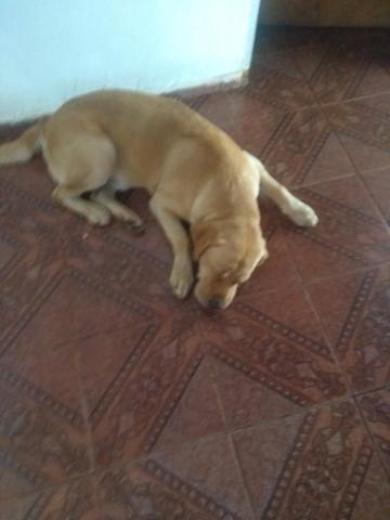 Veio mais eu pra minha casa estou procurando o dono! - Foto 3