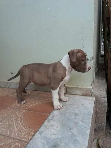 Filhotes de pitbul, pit bull com pedigree - Foto 4
