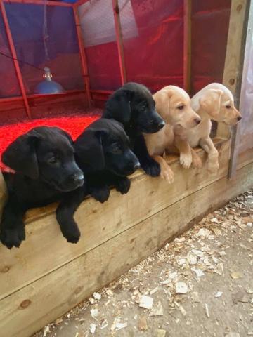 Labrador machos e fêmeas disponíveis!! assistência veterinaria gratuita - Foto 3