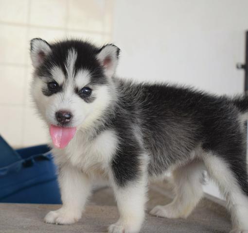 Vendo filhote de Husky Siberiano com pedigree - Foto 4