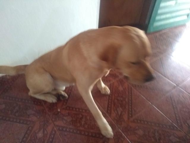 Veio mais eu pra minha casa estou procurando o dono! - Foto 4