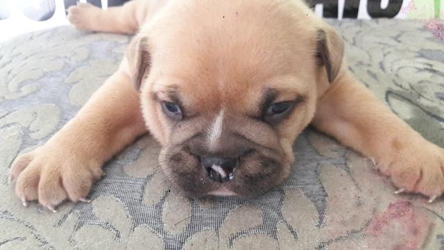 Filhote de cachorro - Foto 4